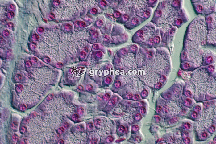 Pancréas exocrine x300 - gryphea.org